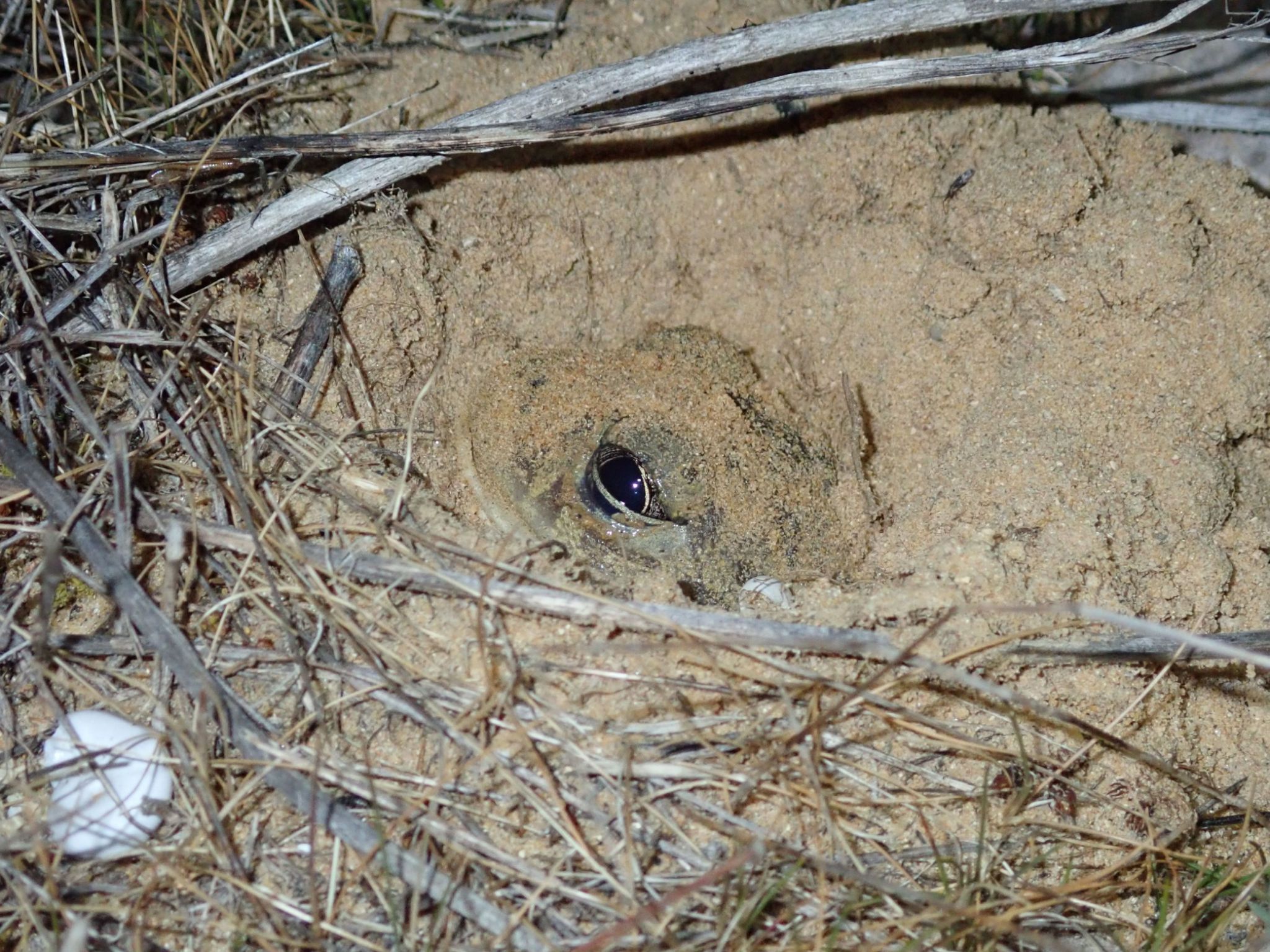 Pelobates cultripes burrowing into the ground  © PNRL Jerome Brichard 1